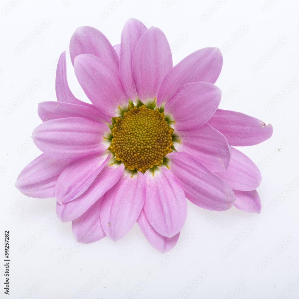 young pink chrysanthemum flower isolated on white