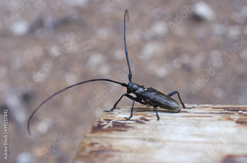 Monochamus sartor beetle © CCat82