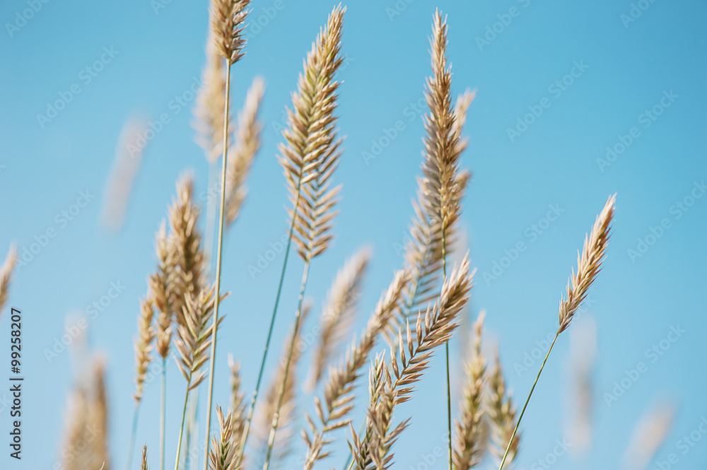yellow grass yellow grass