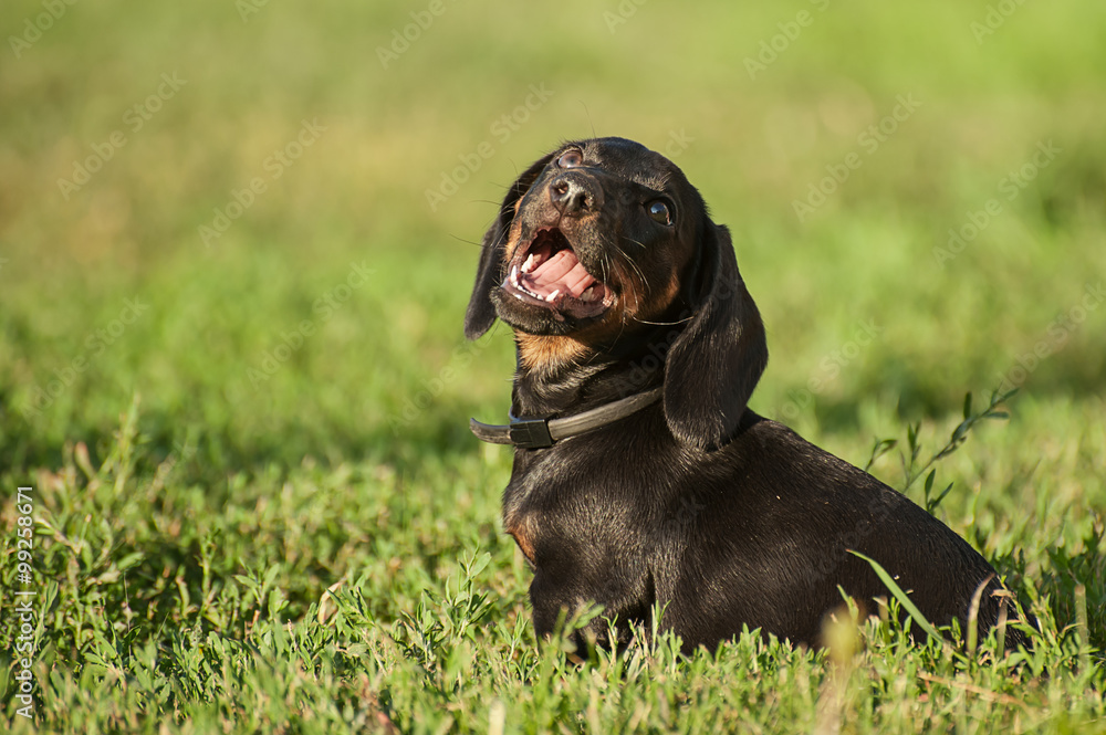 black beauty puppy on the grass in park black beauty puppy on the grass in park