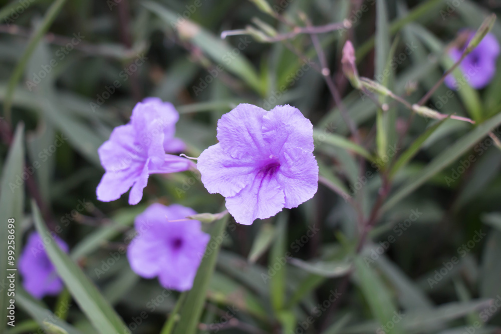 Fototapeta premium Ruellia tuberosa purple flower