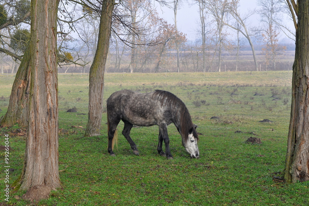 Obraz premium horse in sad landscape