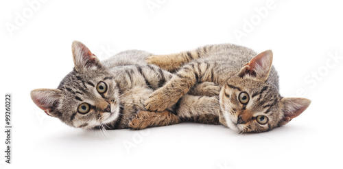 Valokuva Two gray kittens.
