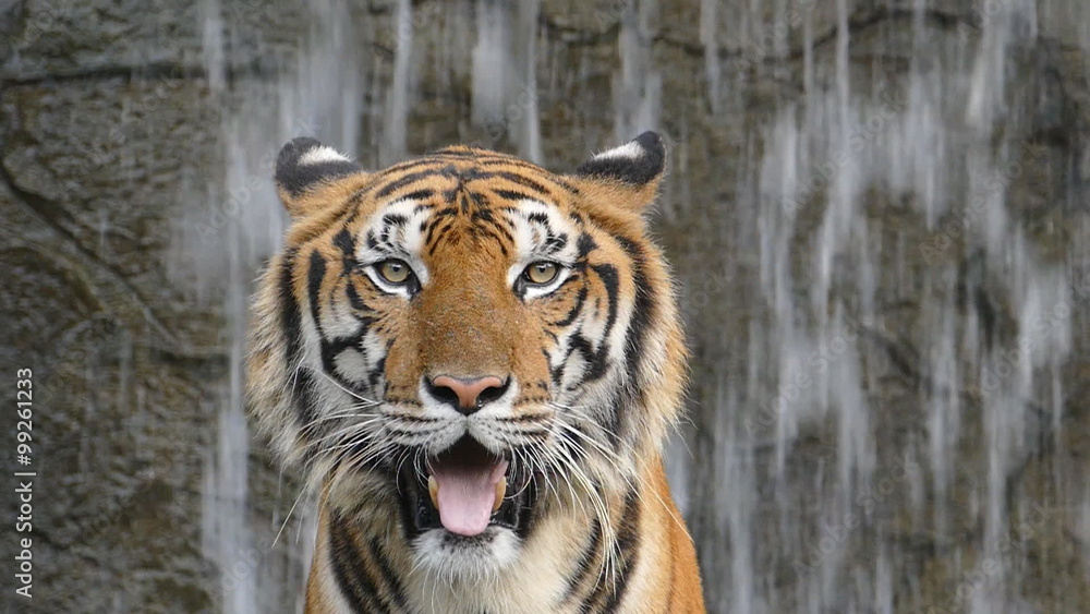 Bengal tigers is yawning, slow motion. Bengal tigers is yawning, slow motion.
