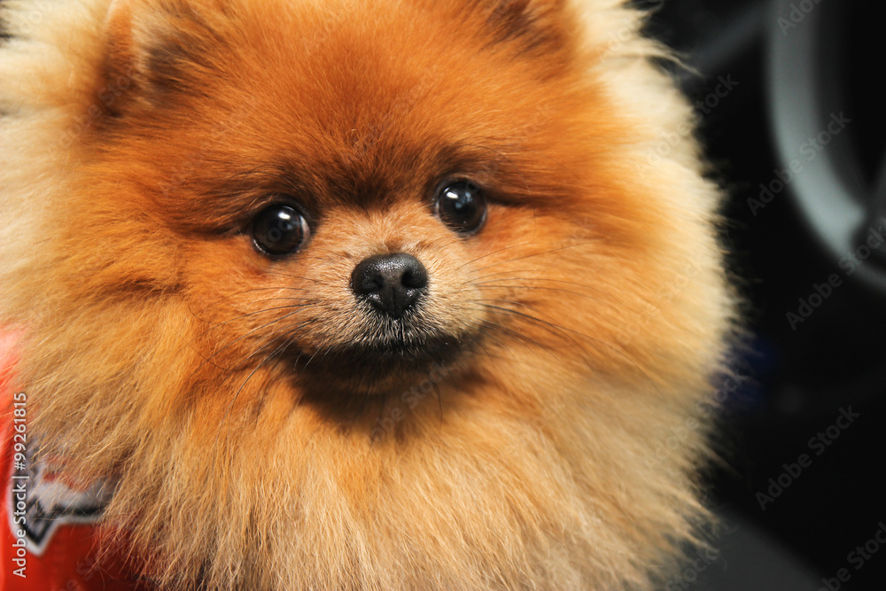 Pomeranian dog in car. Cute dog in car.