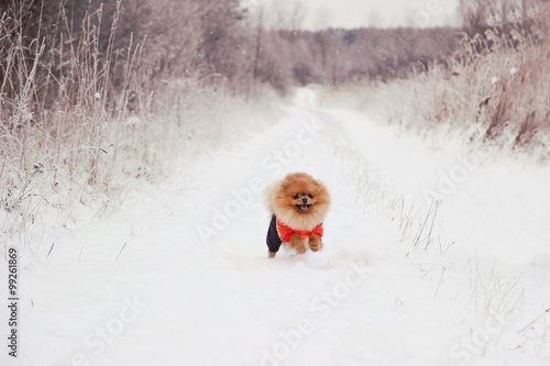 Running dog. Pomeranian dog in snow. Winter dog. Cute little spitz