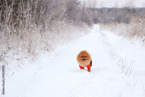 Running dog. Pomeranian dog in snow. Winter dog. Cute little spitz