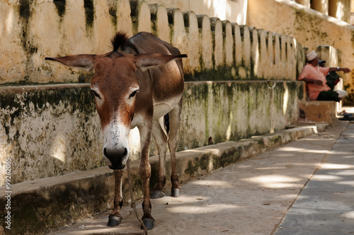 Lamu archipelago in Kenya photo