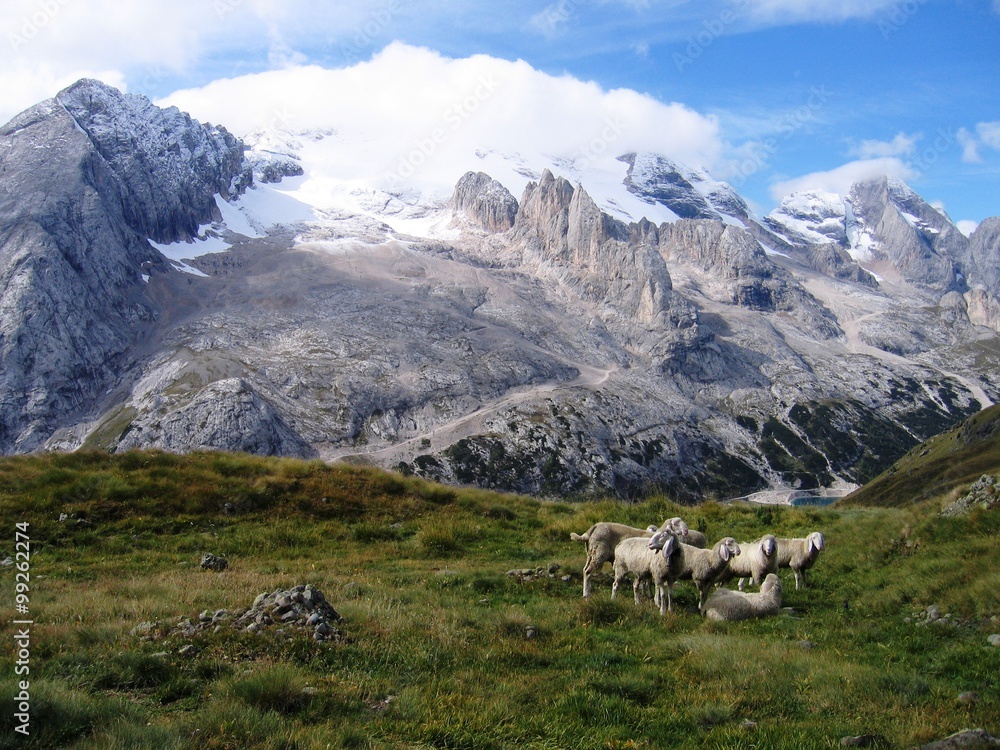 Schafe vor Dolomitengipfel - Blick auf Marmolada