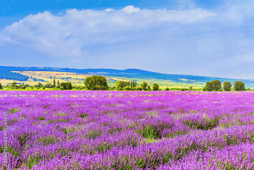 Obraz premium Lavender Field