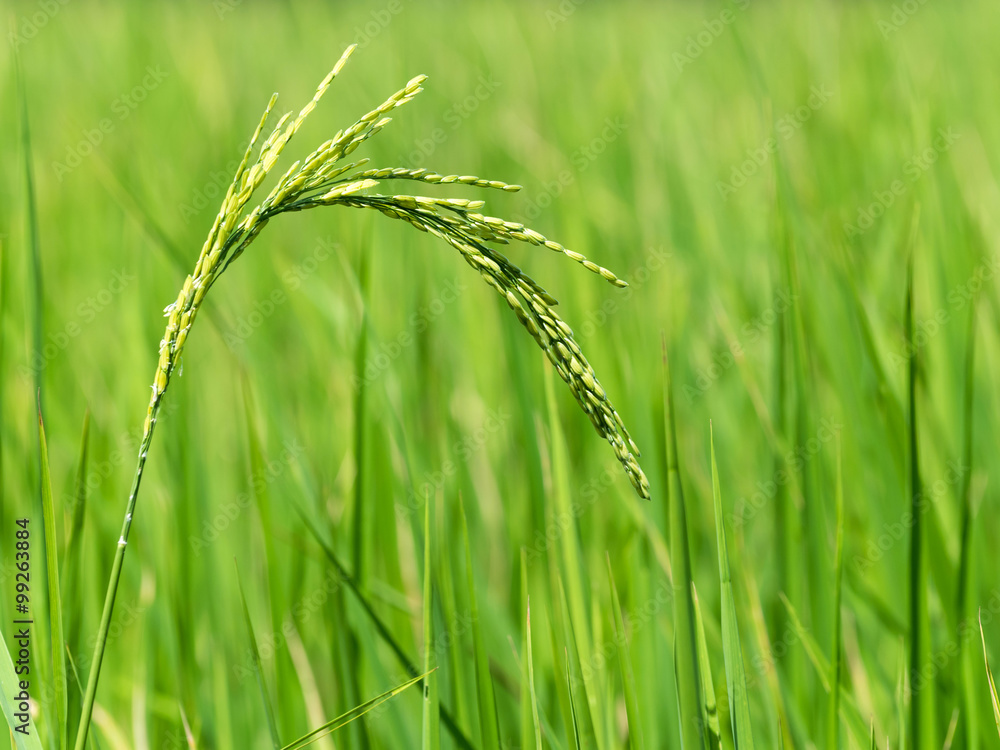 close up of rice spike in rice field close up of rice spike in rice field