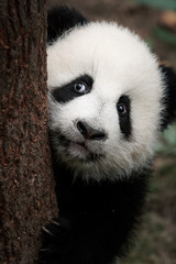 Fotobehang Panda Klein pandajong met zachte vacht  © shejian
