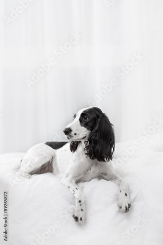 Charming dog breed Spaniel black and white spotted, lying on  bed in white room © brusnikaphoto