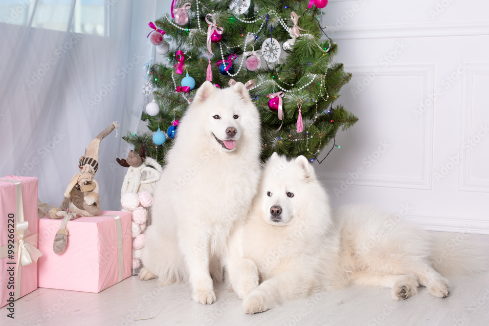Samoyed dog near christmas decoration. White fluffy dog. Samoyed dog near christmas decoration. White fluffy dog.