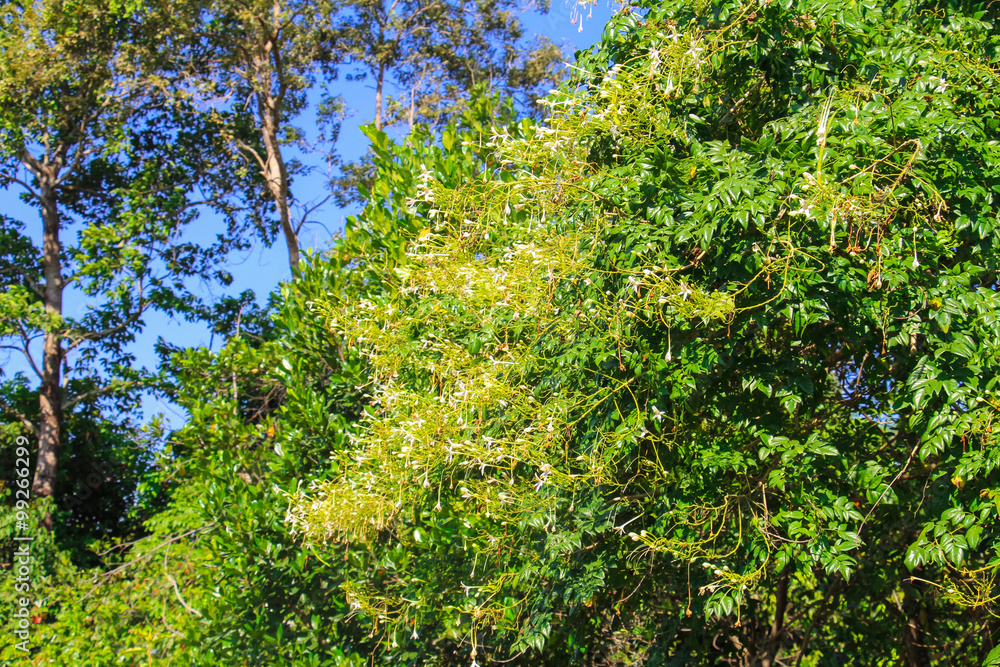 Fototapeta premium Indian cork tree in my garden.