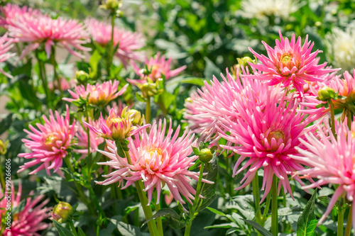   Pink flower dahlia  