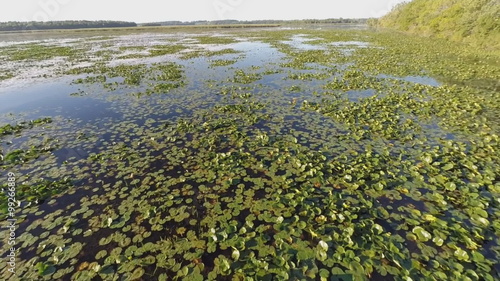 Low altitude flight over the deepwater marsh portion of a lake.  The wetland features the floating leaves of water lilies, and lotus.