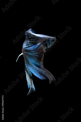 blue siamese fighting fish, betta fish isolated on black