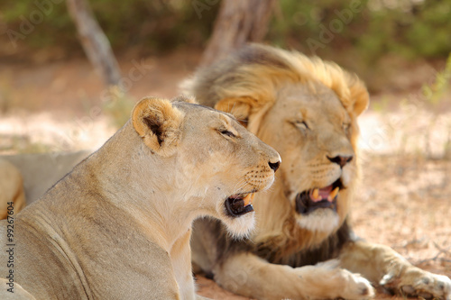 Lew afrykański Panthera leo (samiec i samica) © andrzej_67