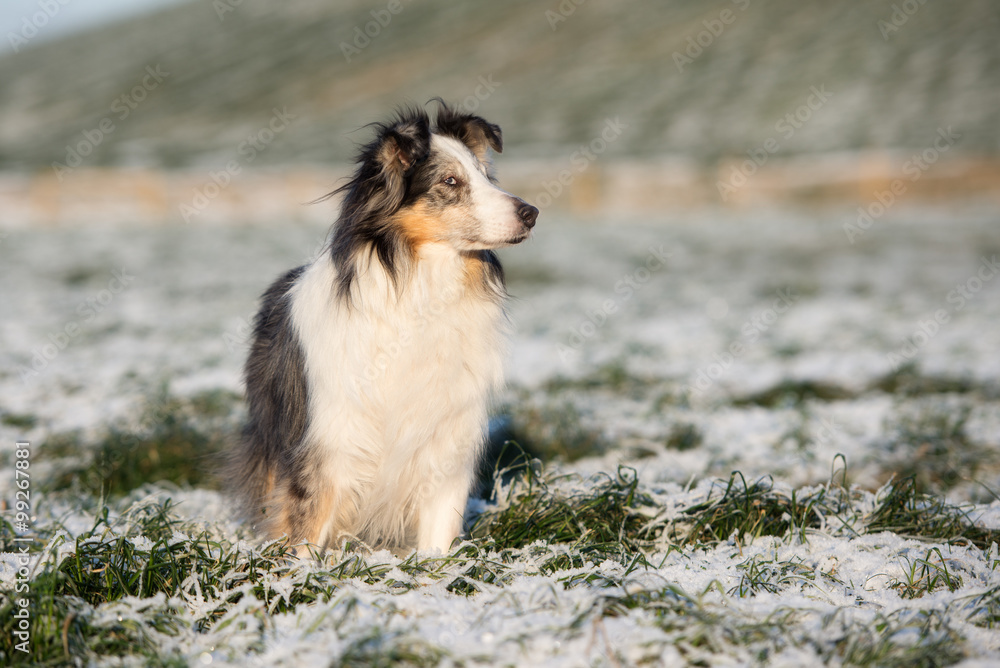Fototapeta premium beautiful rough collie dog outdoors in winter