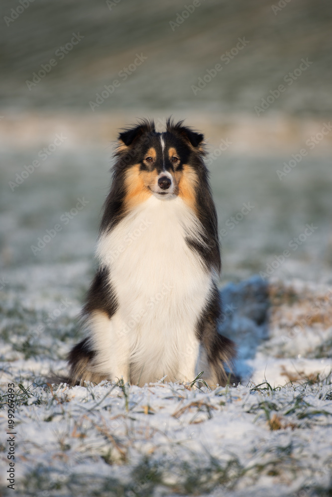 sheltie dog sitting outdoors in winter