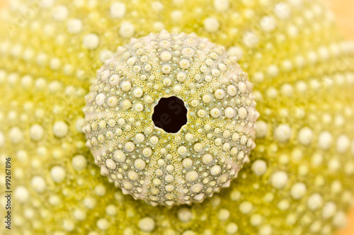 Foto sea urchin