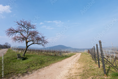 Frühling in den Weinbergen der Südpfalz