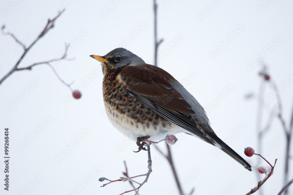 Fototapeta premium Fieldfare (turdus pilaris)