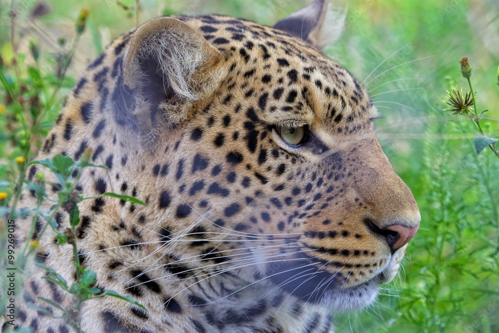 Fototapeta premium leopard at kruger national park
