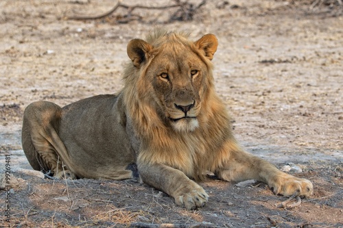 lion at etosha national park