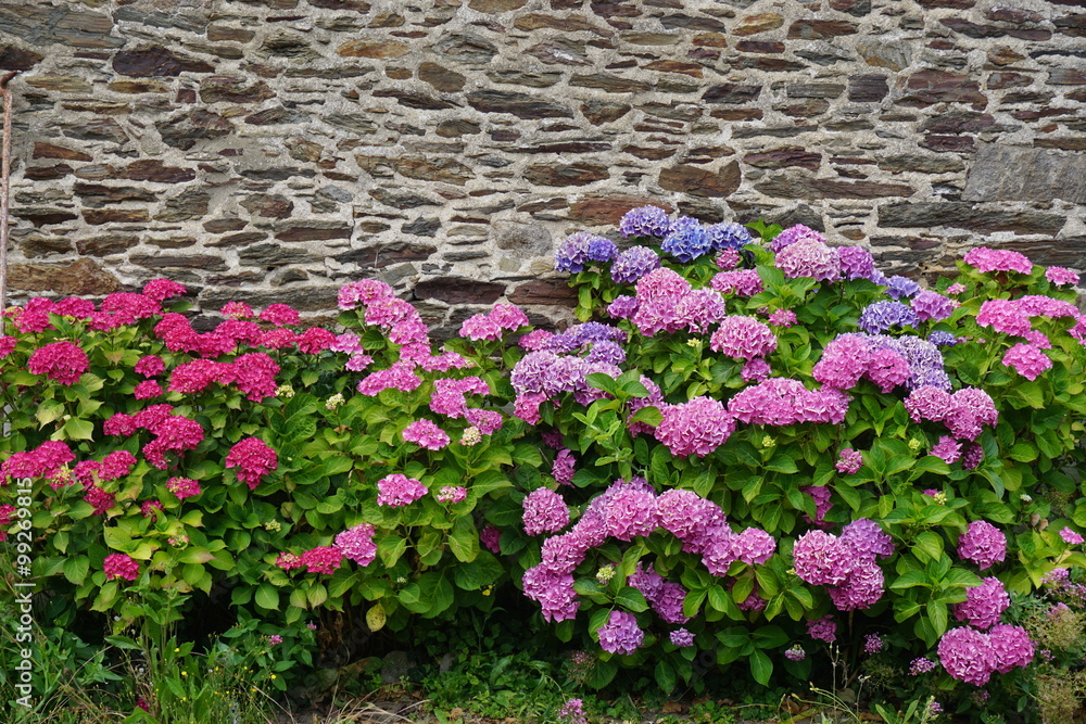Pink and purple hydrangea flowers in bloom in Brittany, France