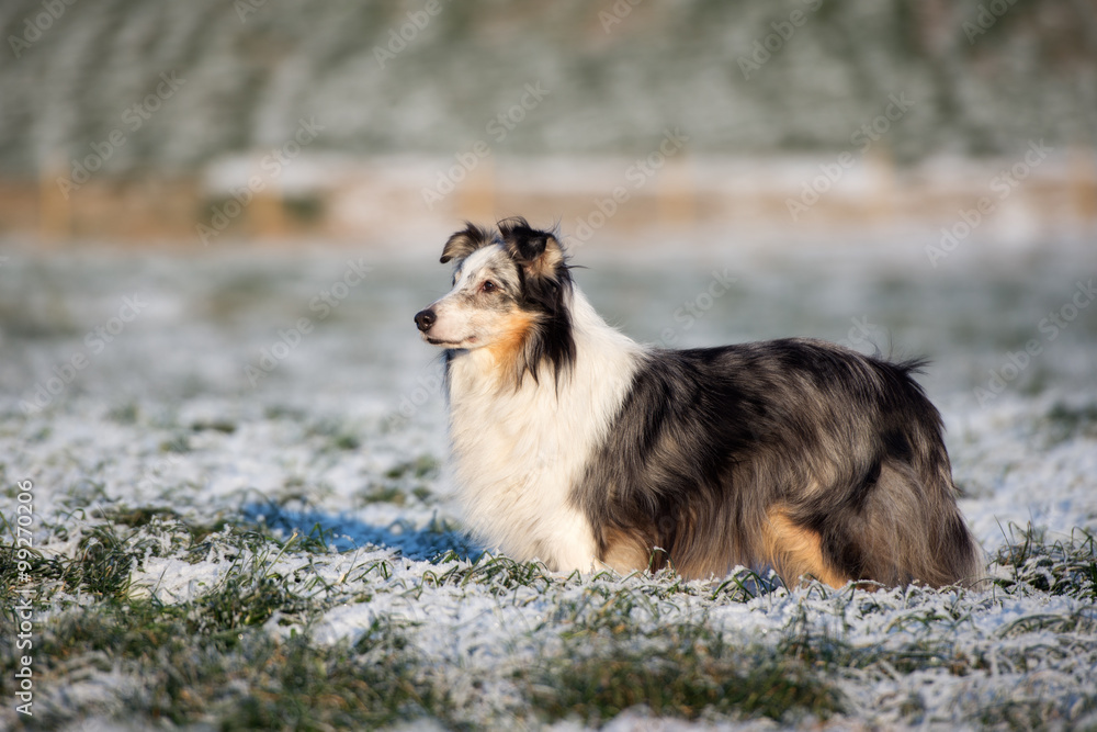 rough collie dog standing on a field in winter rough collie dog standing on a field in winter