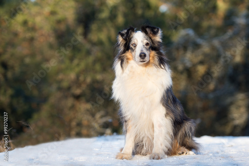 rough collie dog sitting in the forest