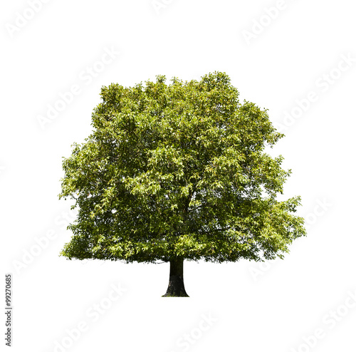 Nussbaum