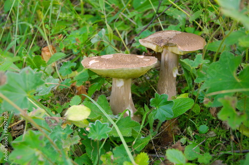 White mushroom or boletus (lat. Boletus edulis) in forest