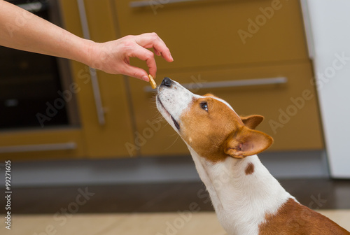Cute basenji dog thinks about eating cookie