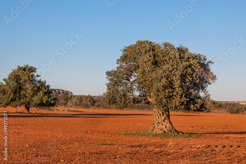 The old olive tree on field. Cyprus