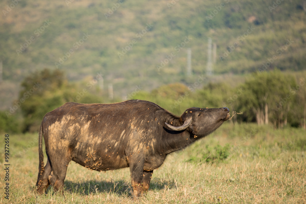 Thai buffalo is grazing in a field