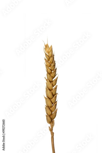 dry barley ears isolated on white background