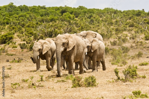 African elephant family running on dry ground towards a waterhole