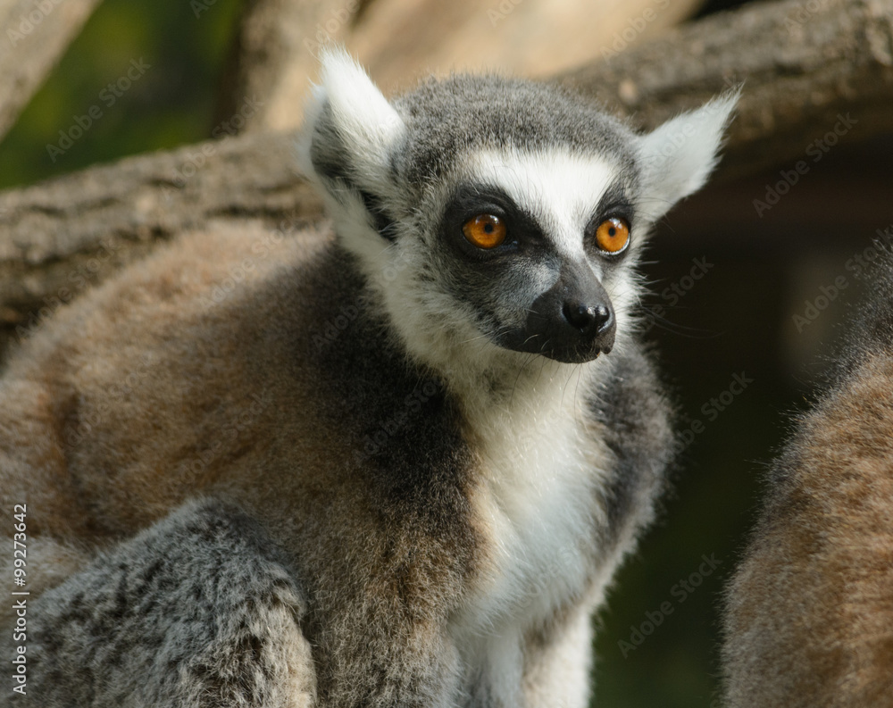 Obraz premium lemur