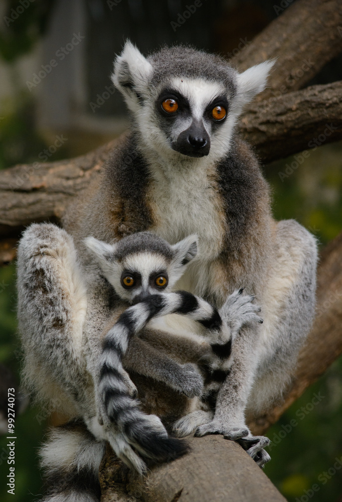 Obraz premium lemur family
