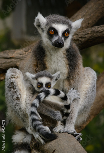 lemur family
