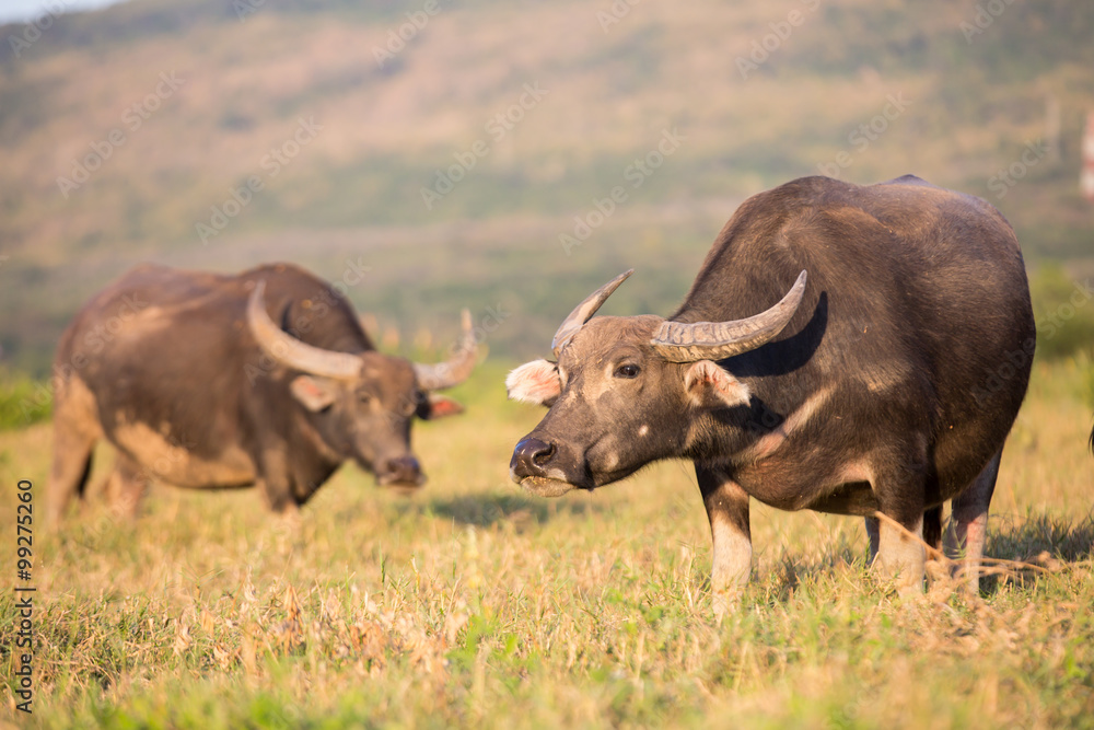 Thai buffalo is grazing in a field Thai buffalo is grazing in a field