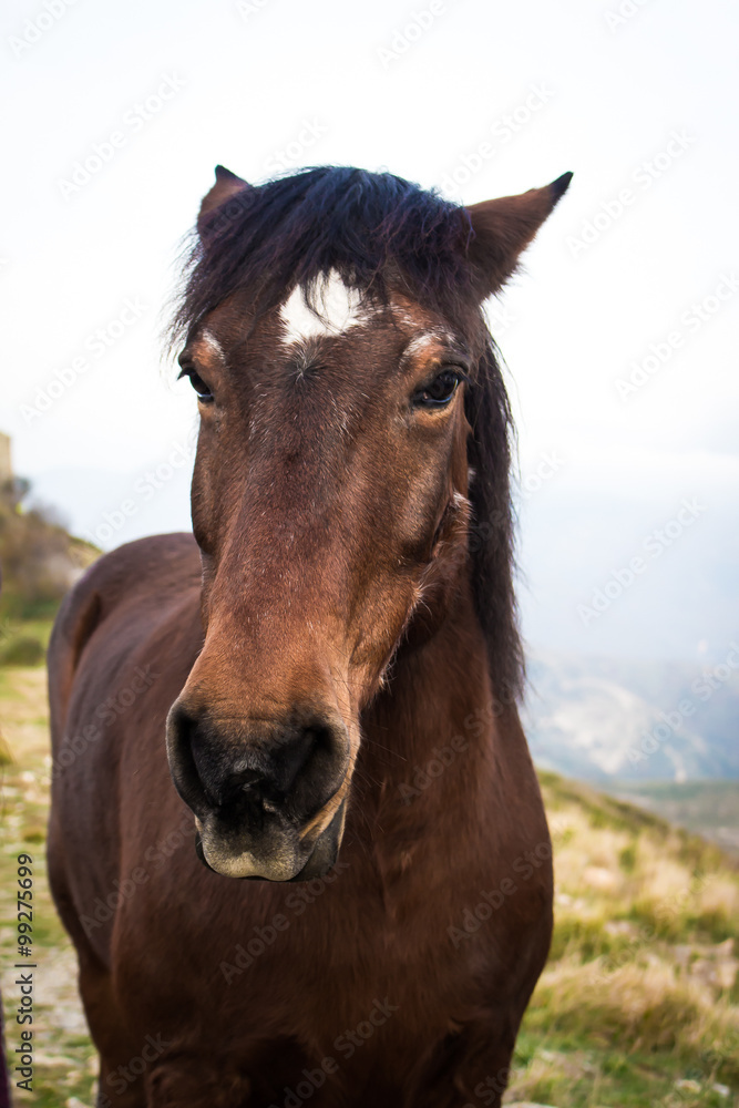Fototapeta premium cavallo marrone