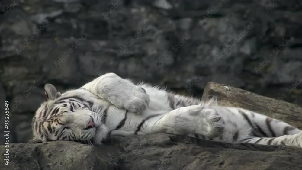 Tiger Rol You Back A young bengal tiger male, rolling on his back, yawning and enjoying ...