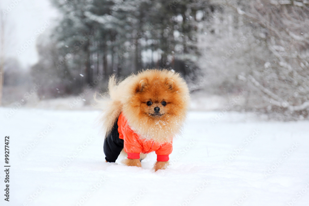 Snow pomeranian hotsell