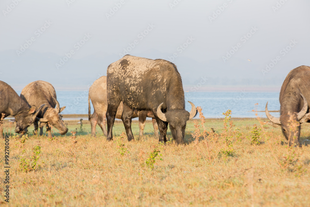 water buffalo is standing by the river , thailand water buffalo is standing by the river , thailand