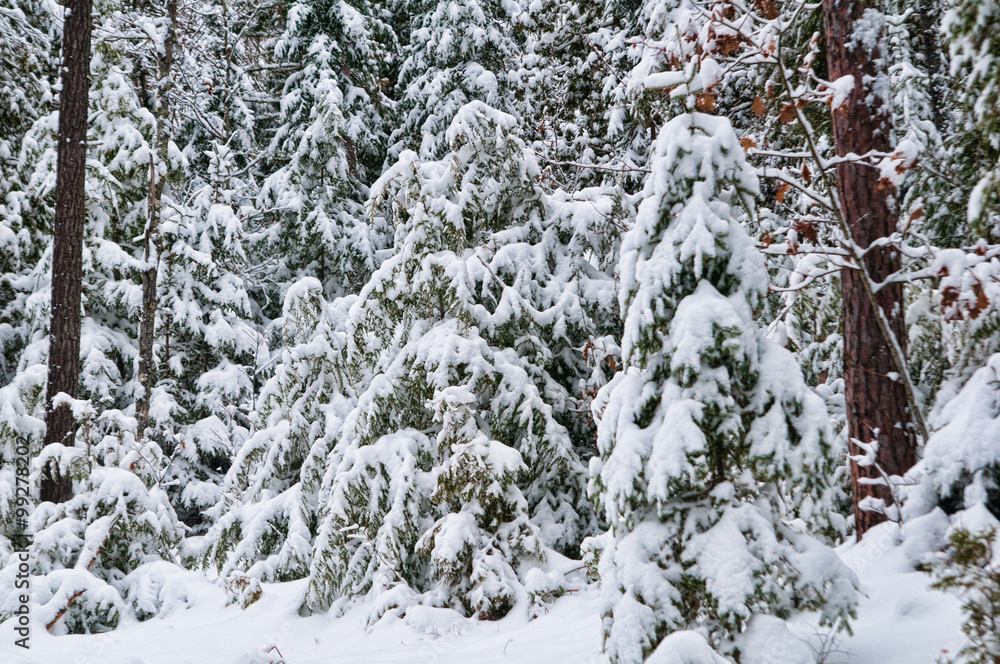 beautiful snow covered winter forest in ontario canada beautiful snow covered winter forest in ontario canada
