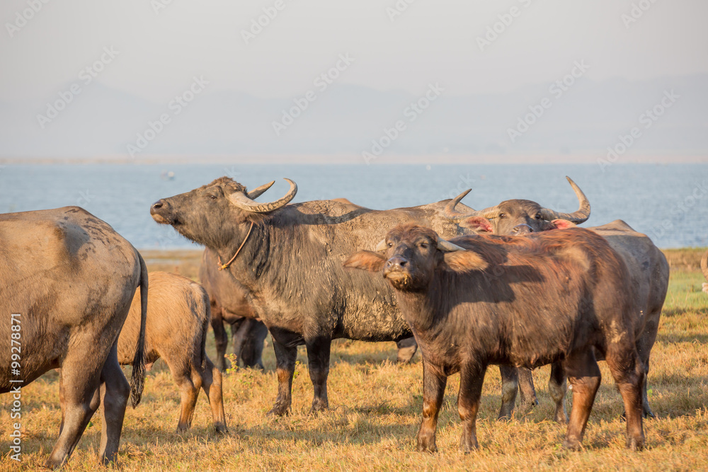 water buffalo is standing by the river , thailand water buffalo is standing by the river , thailand